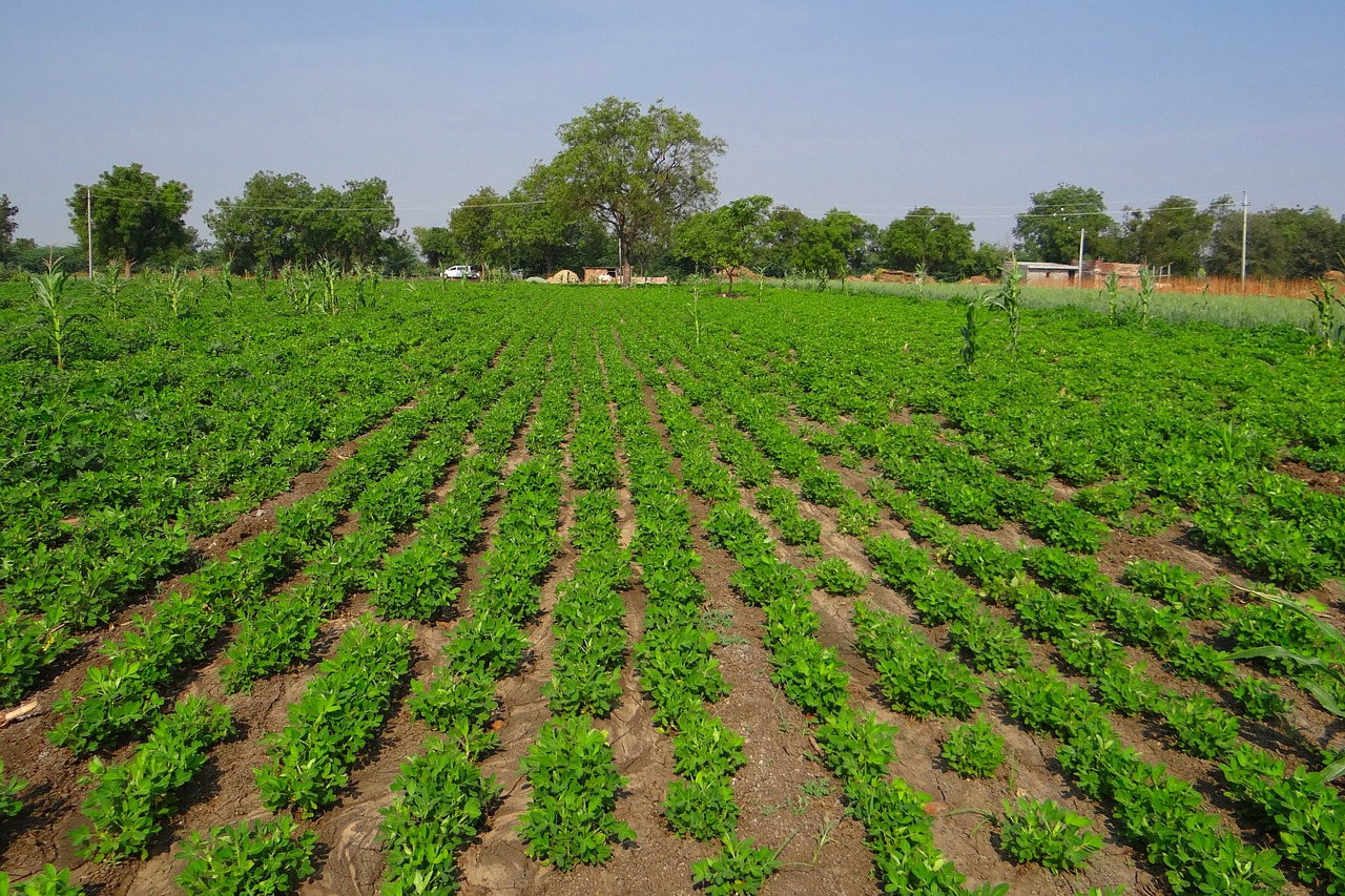 groundnut field peanut crop agriculture free photo
