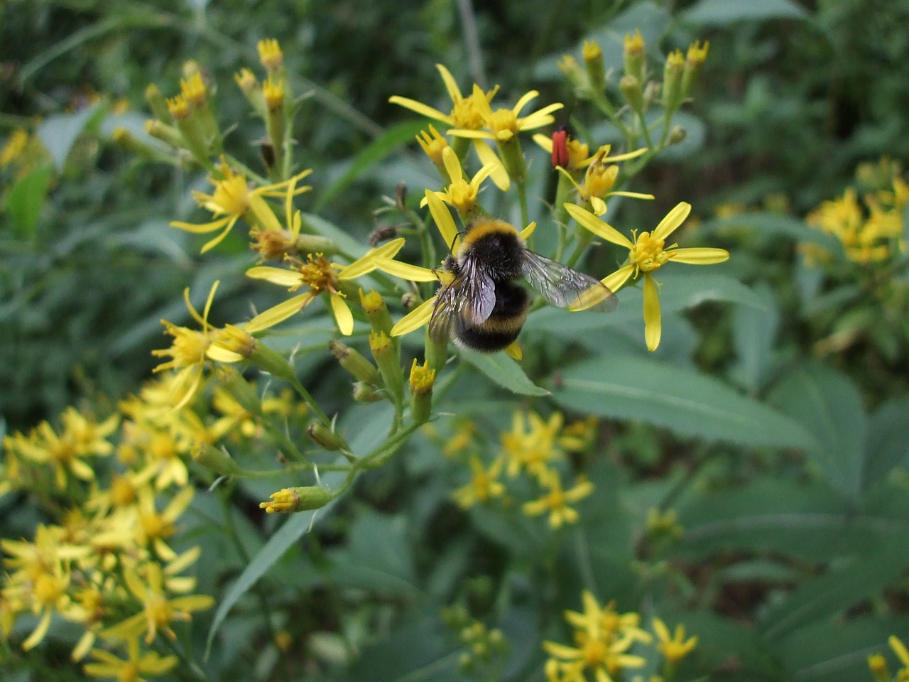 groundsel hummel fuchssches greiskraut free photo