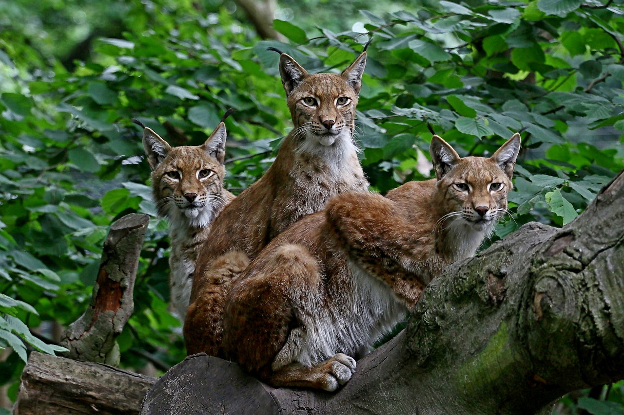 group lynx family free photo