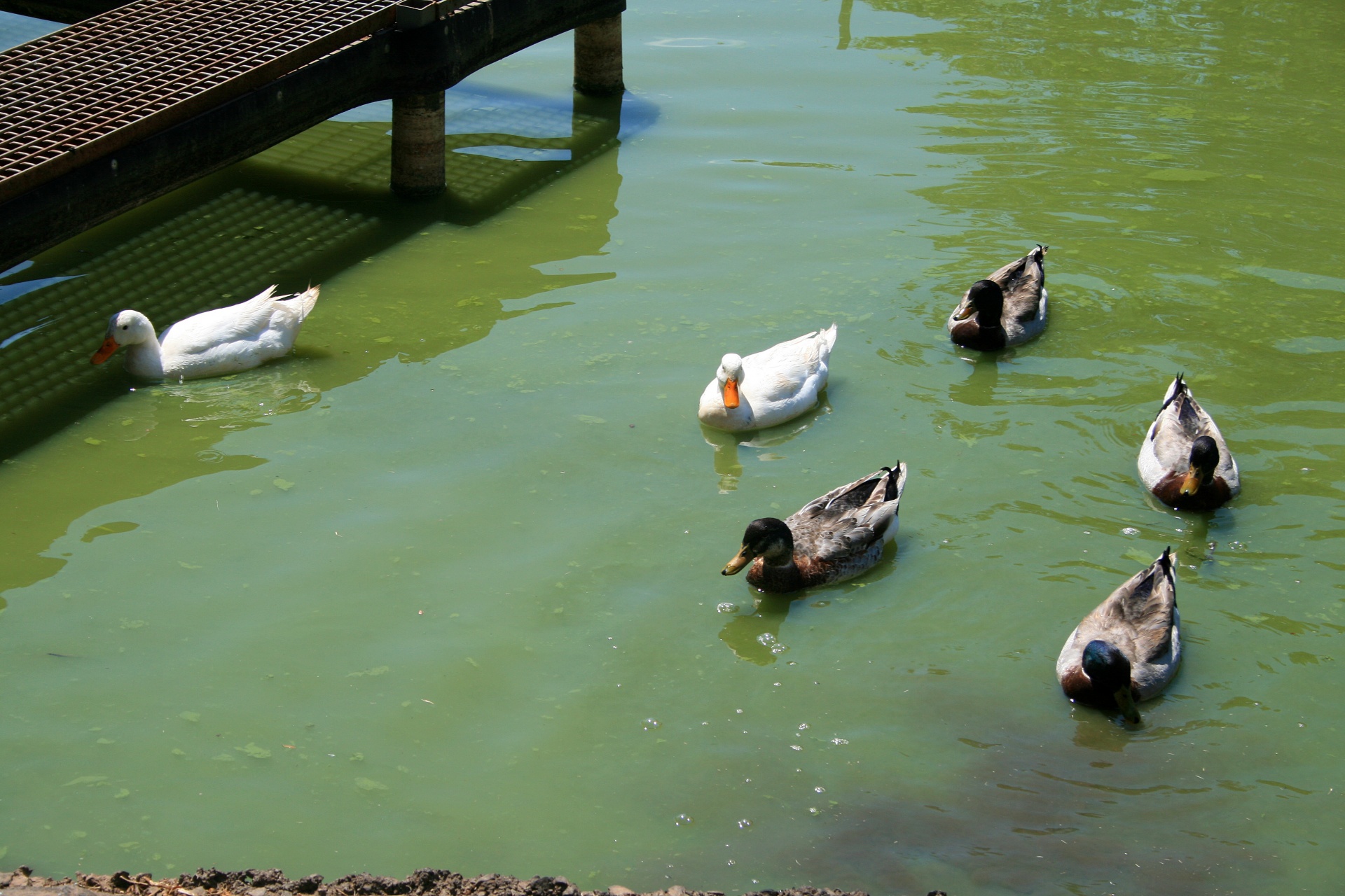 ducks fowl water free photo