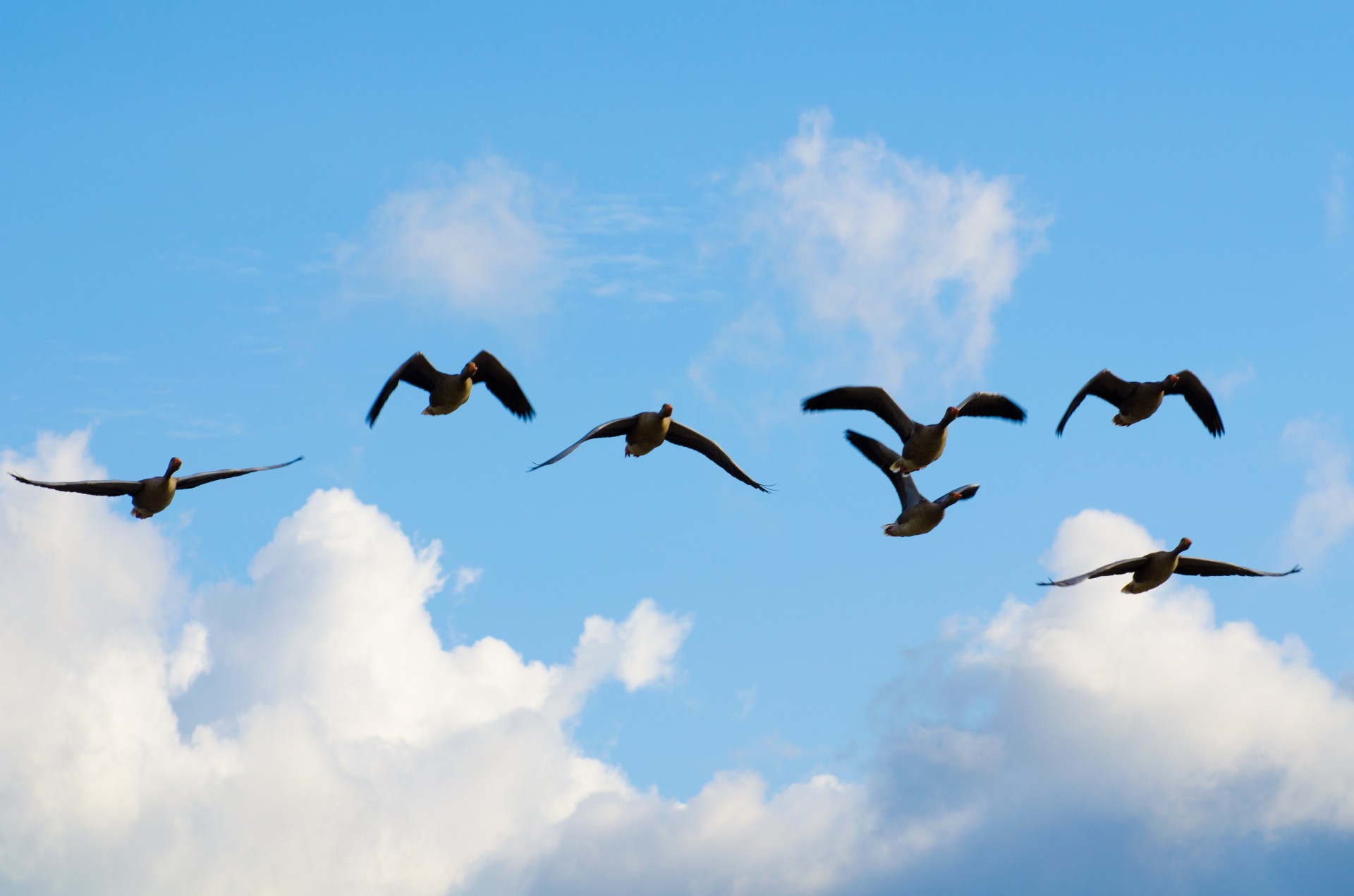 flying feathers canada geese free photo