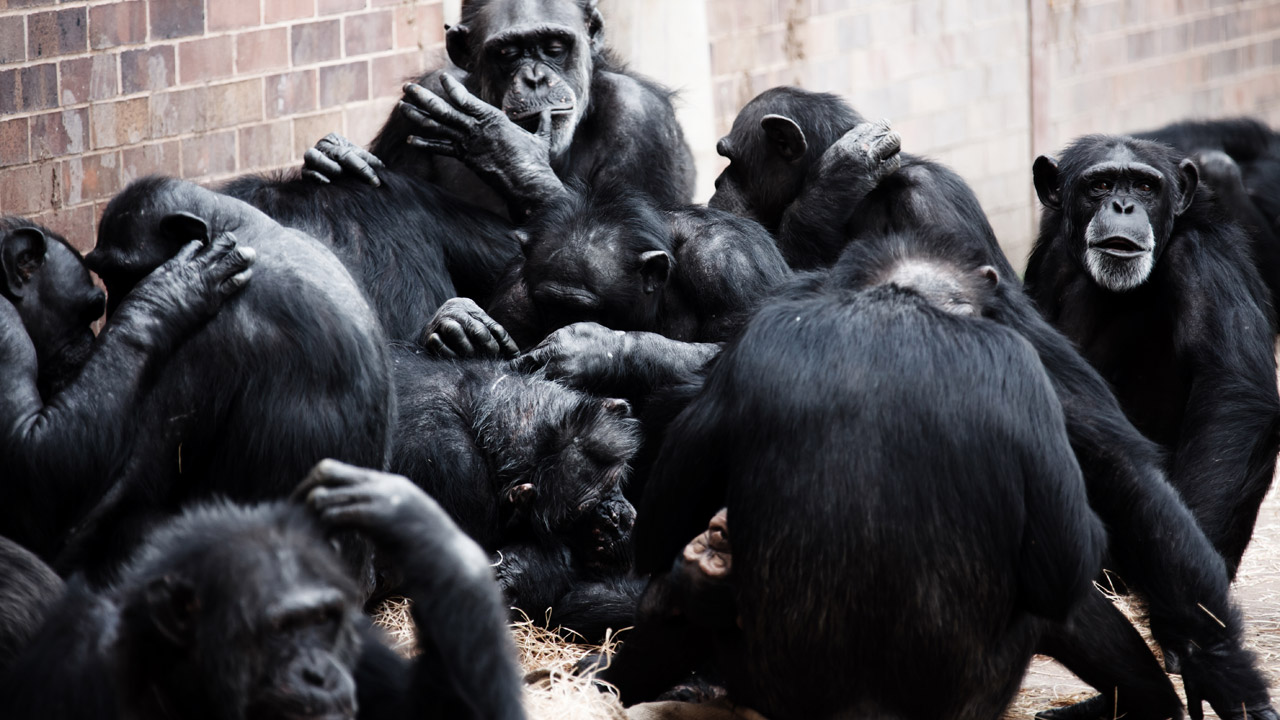 animal apes black free photo