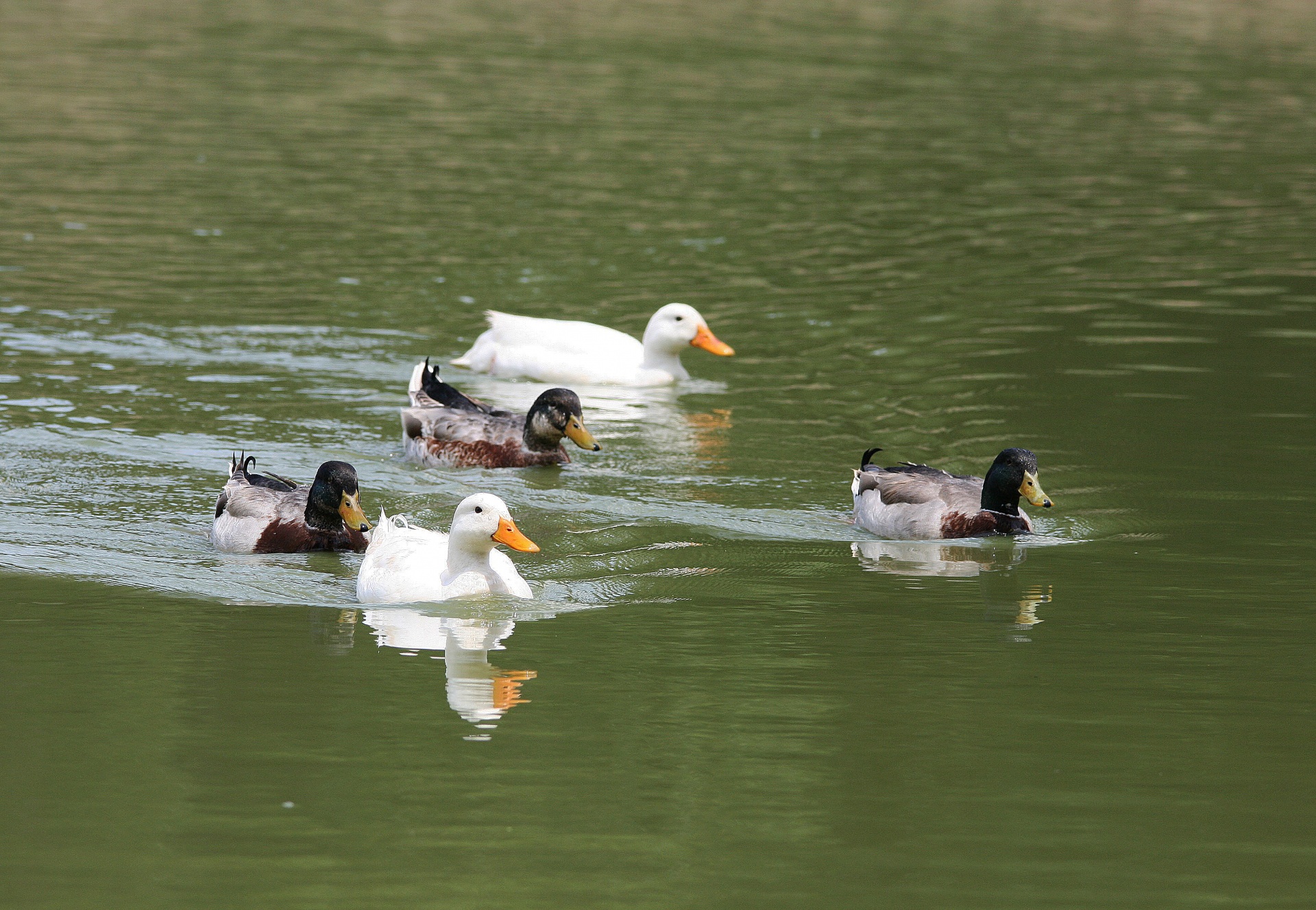 pond water ducks free photo