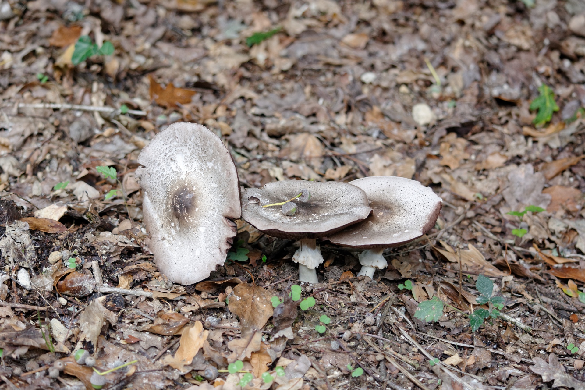 mushrooms autumn harvest free photo