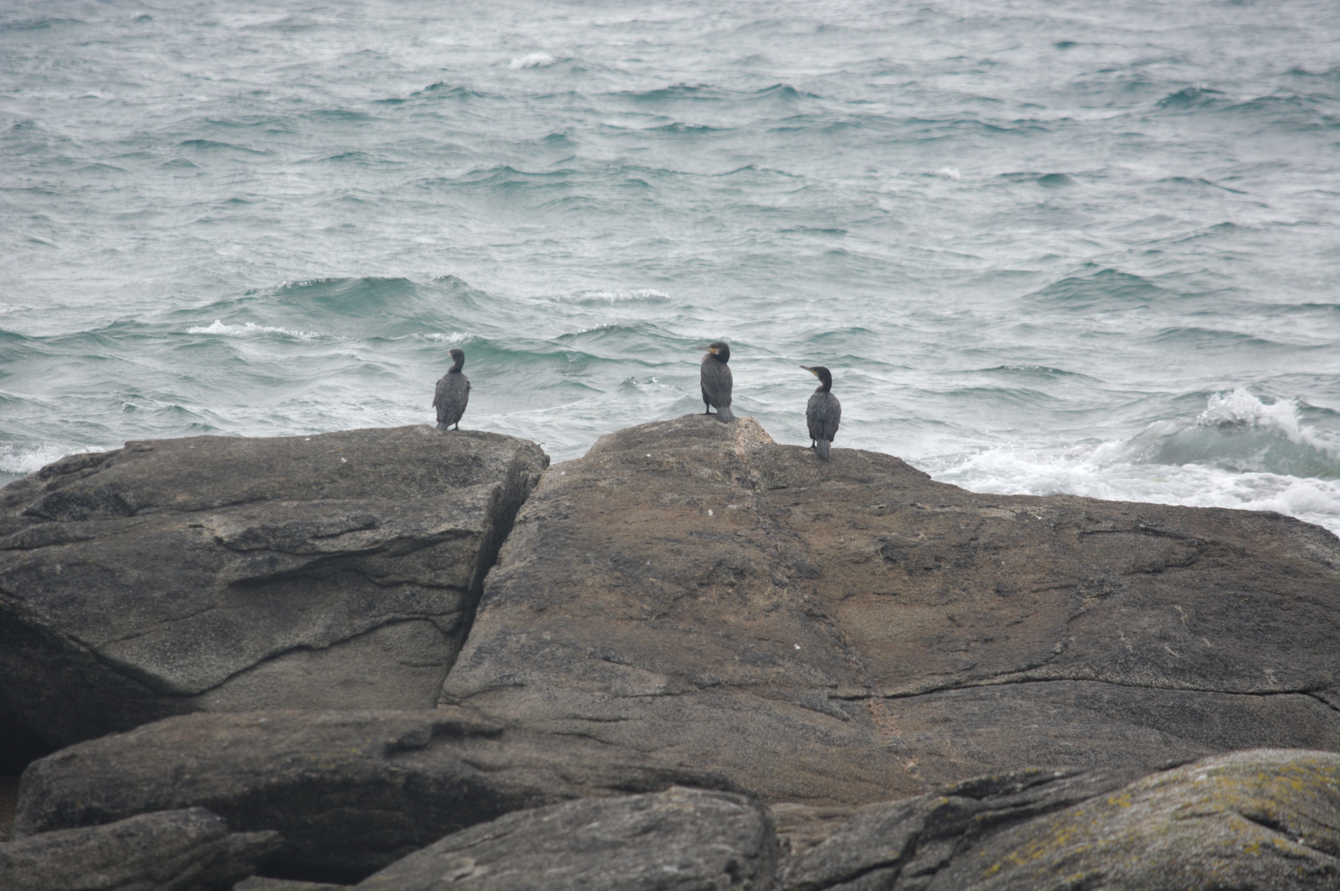 birds cormorants nature free photo