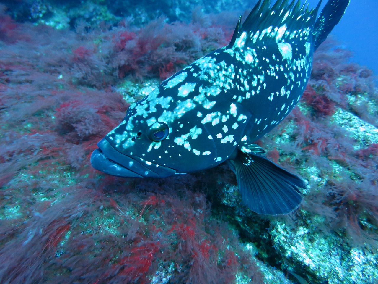 grouper fish underwater free photo