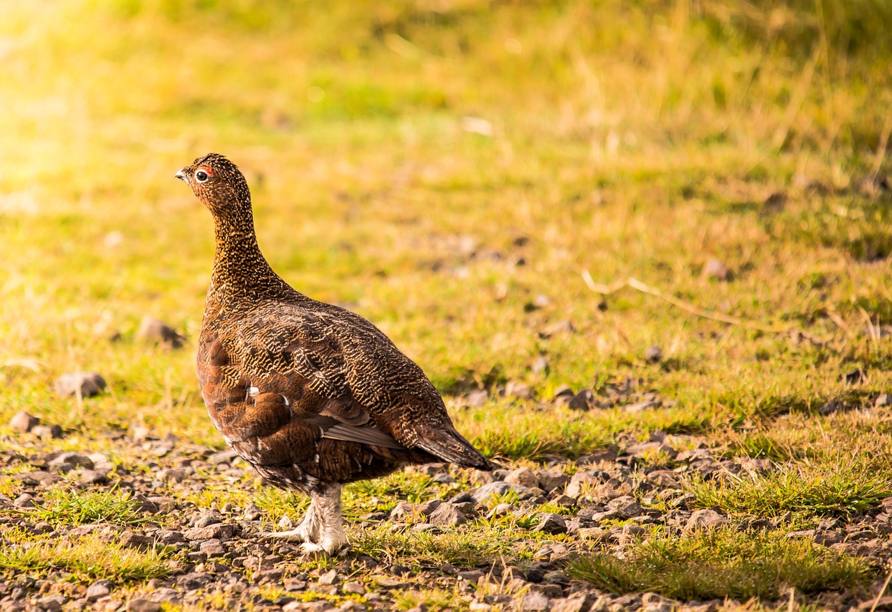 grouse scottish nature free photo