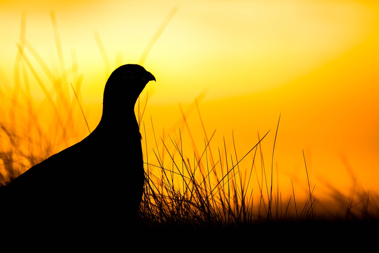 grouse sunrise scotland free photo