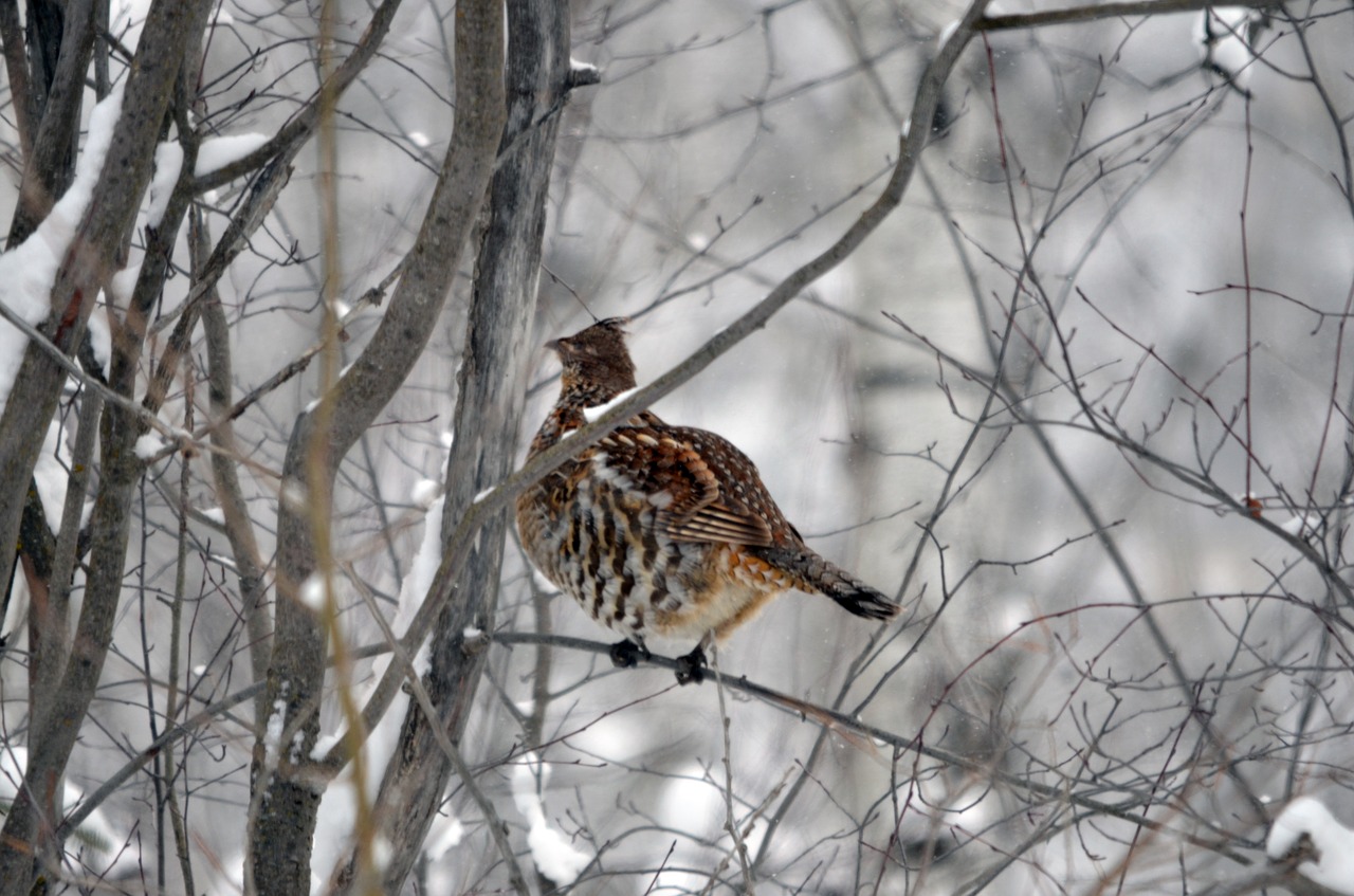 grouse bird winter free photo