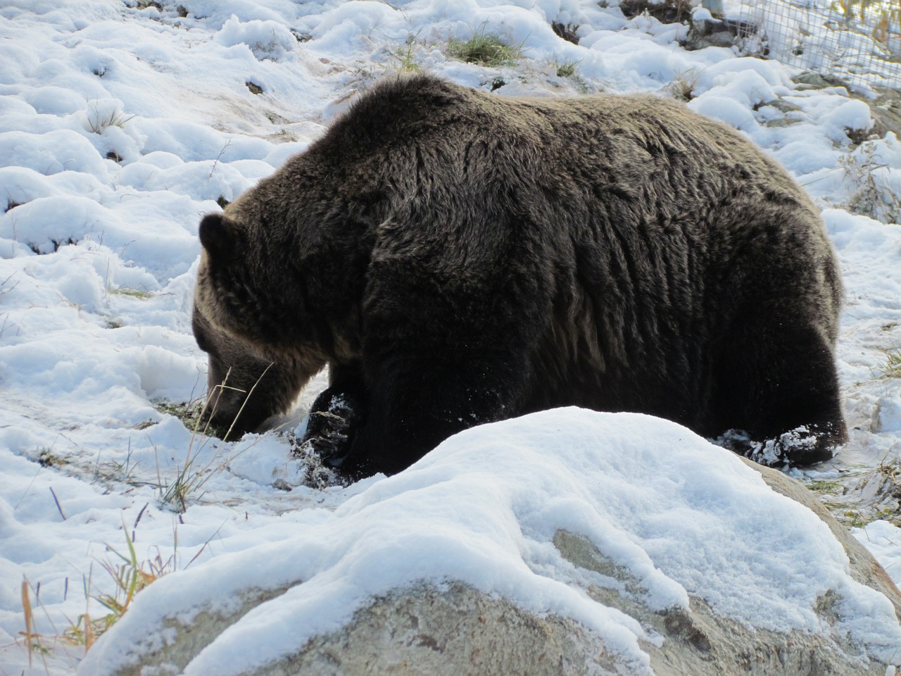 grouse mountain canada vancouver free photo