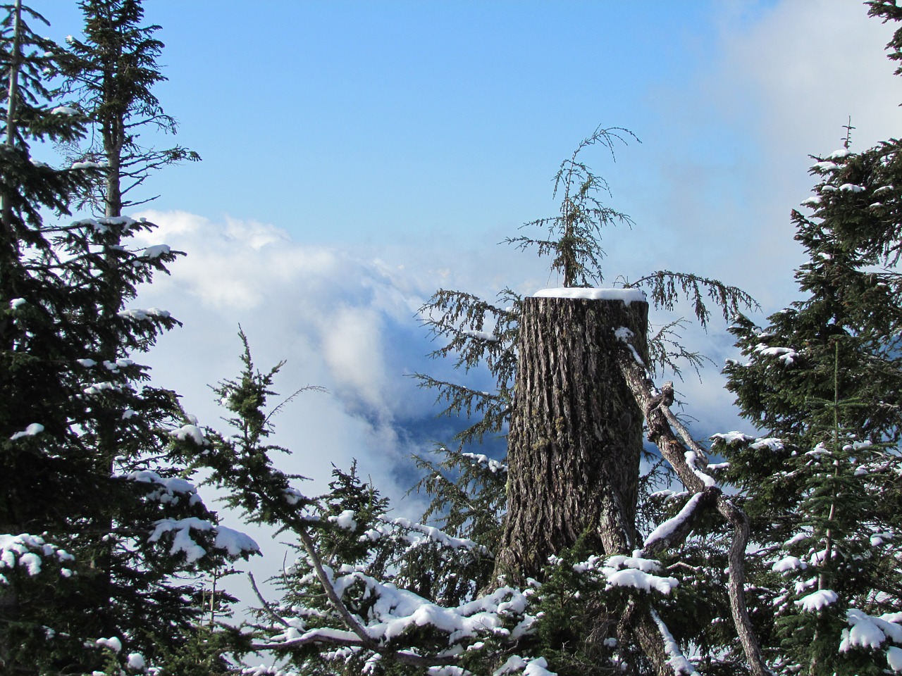grouse mountain canada vancouver free photo