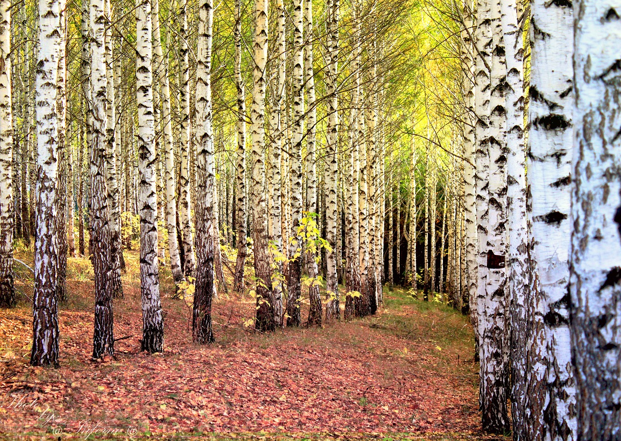 grove  birch  trees free photo