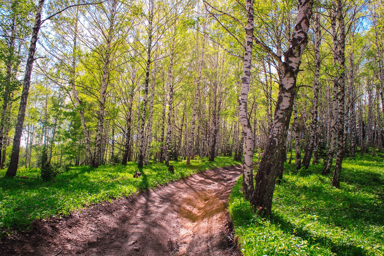 grove  birch  trees free photo