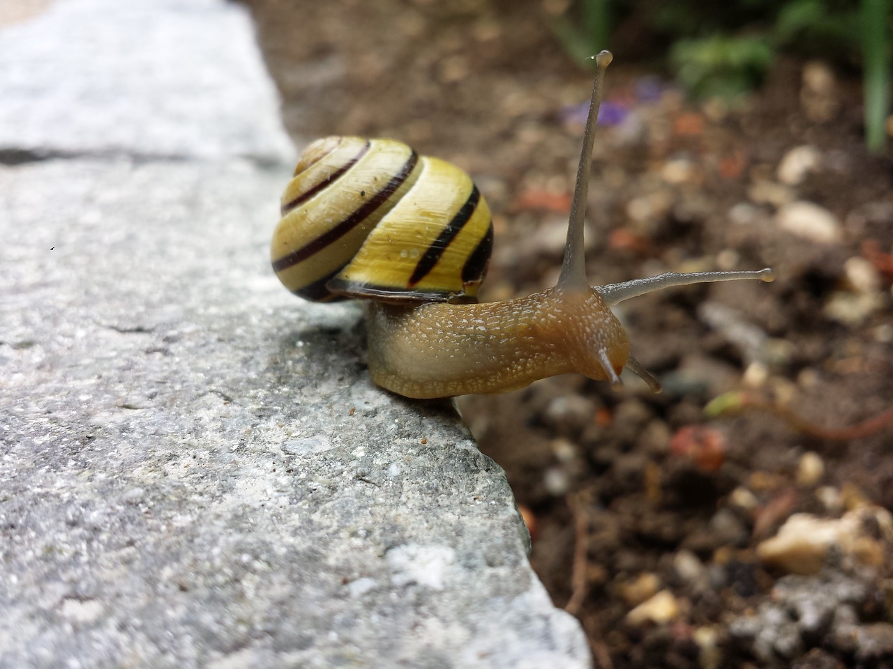 grove bänderschnecke snail reptile free photo