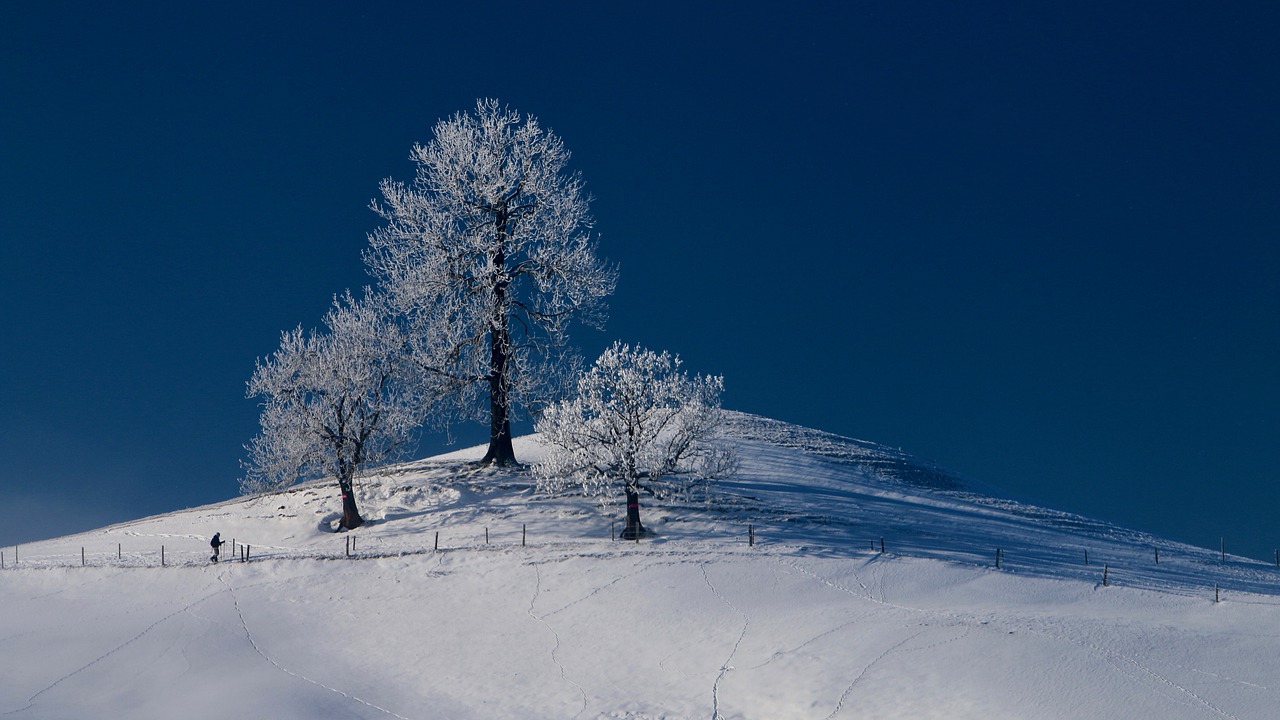 grove of trees wintry hill free photo