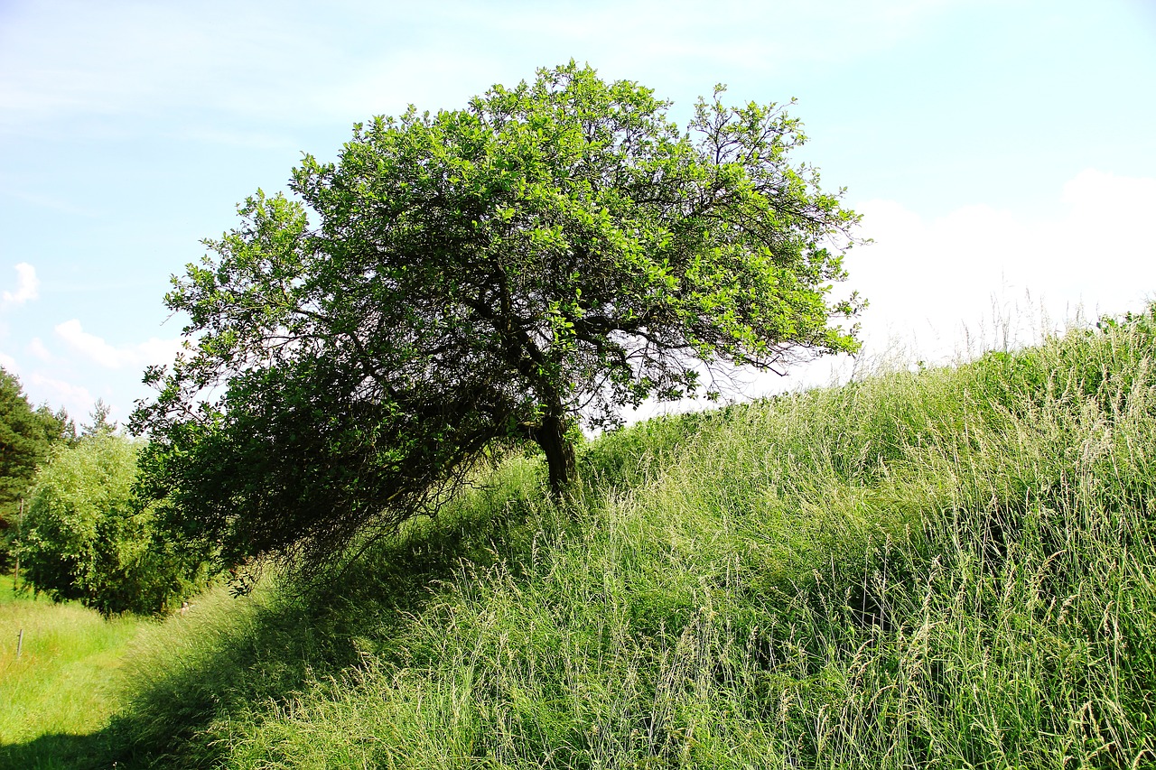 grove of trees landscape nature free photo