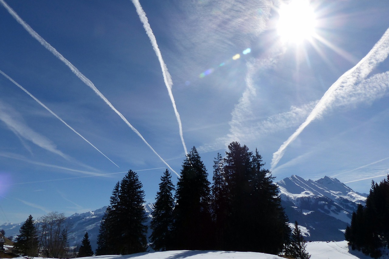 grove of trees spruce contrail free photo