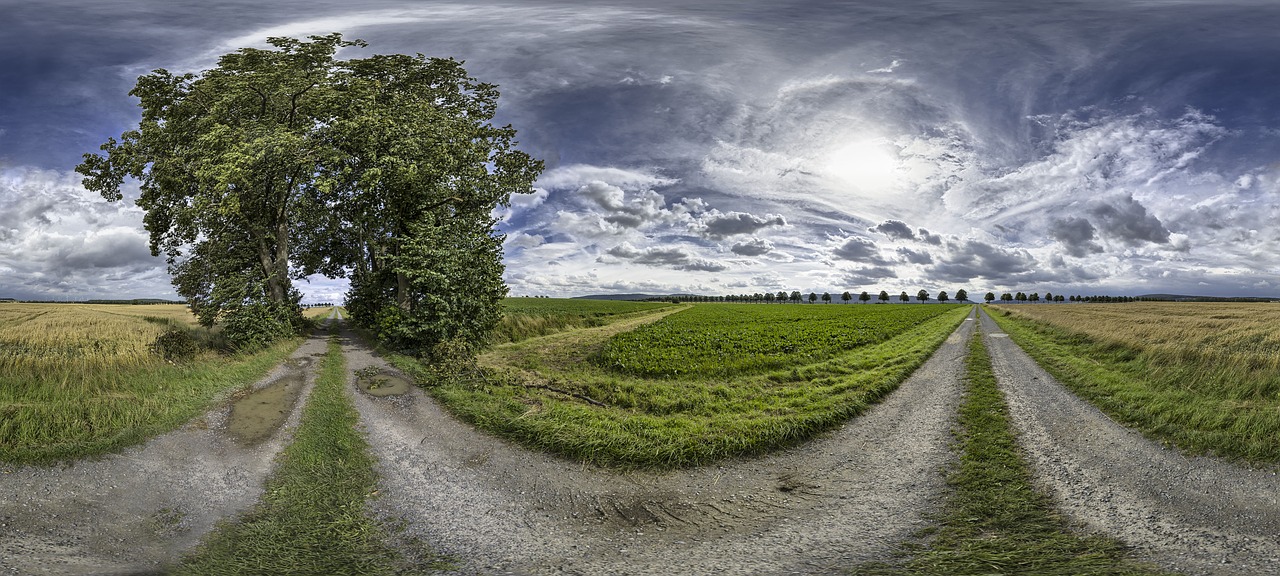 grove of trees away panorama free photo