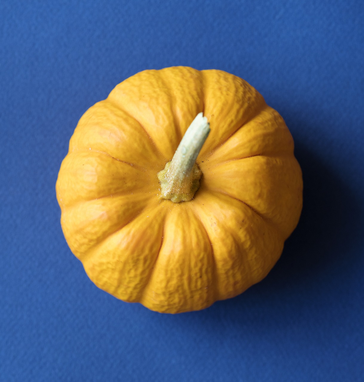 grow  pumpkin  fall free photo