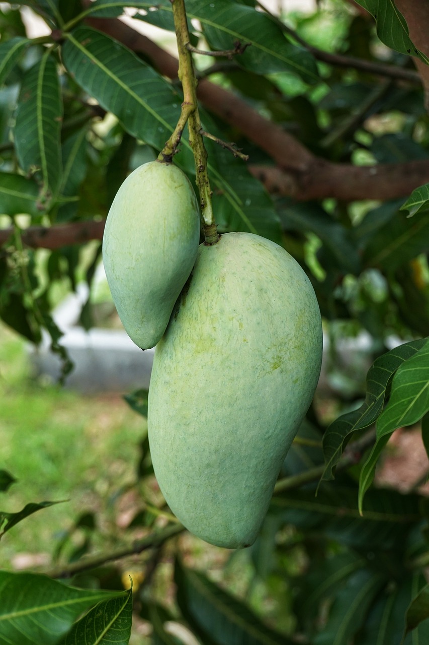growing green mango free photo