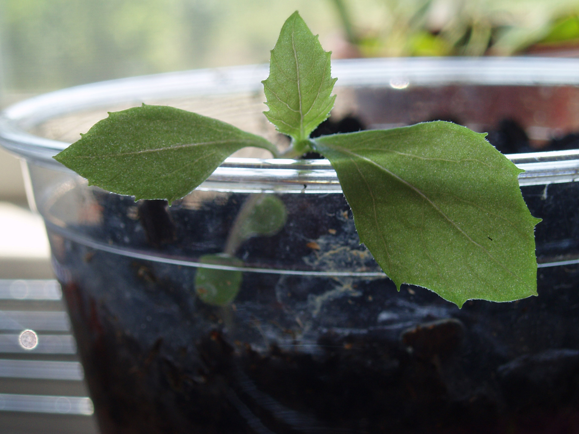 sprout leaves pumpkin free photo