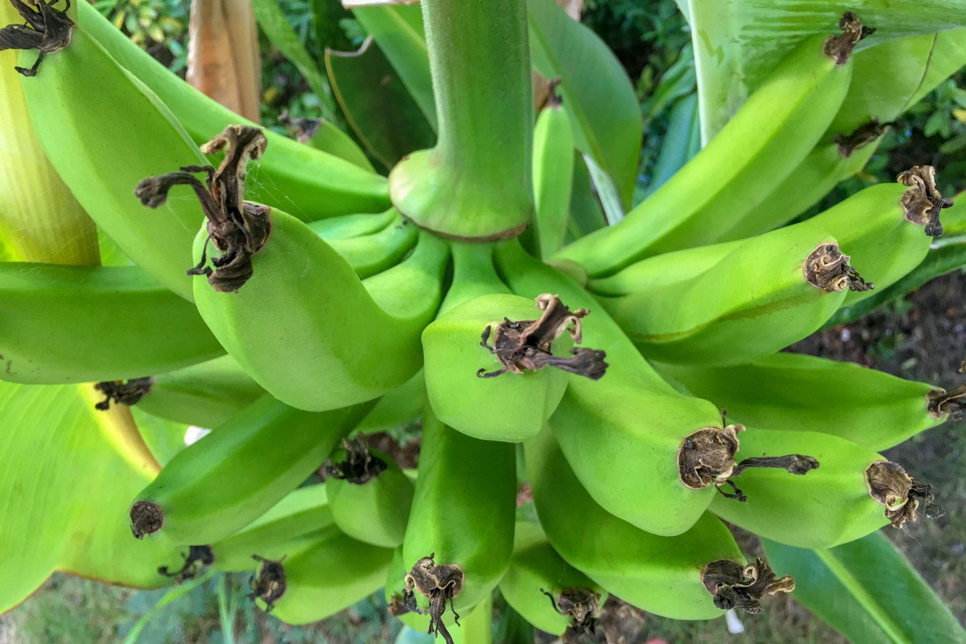 banana bananas bunch free photo