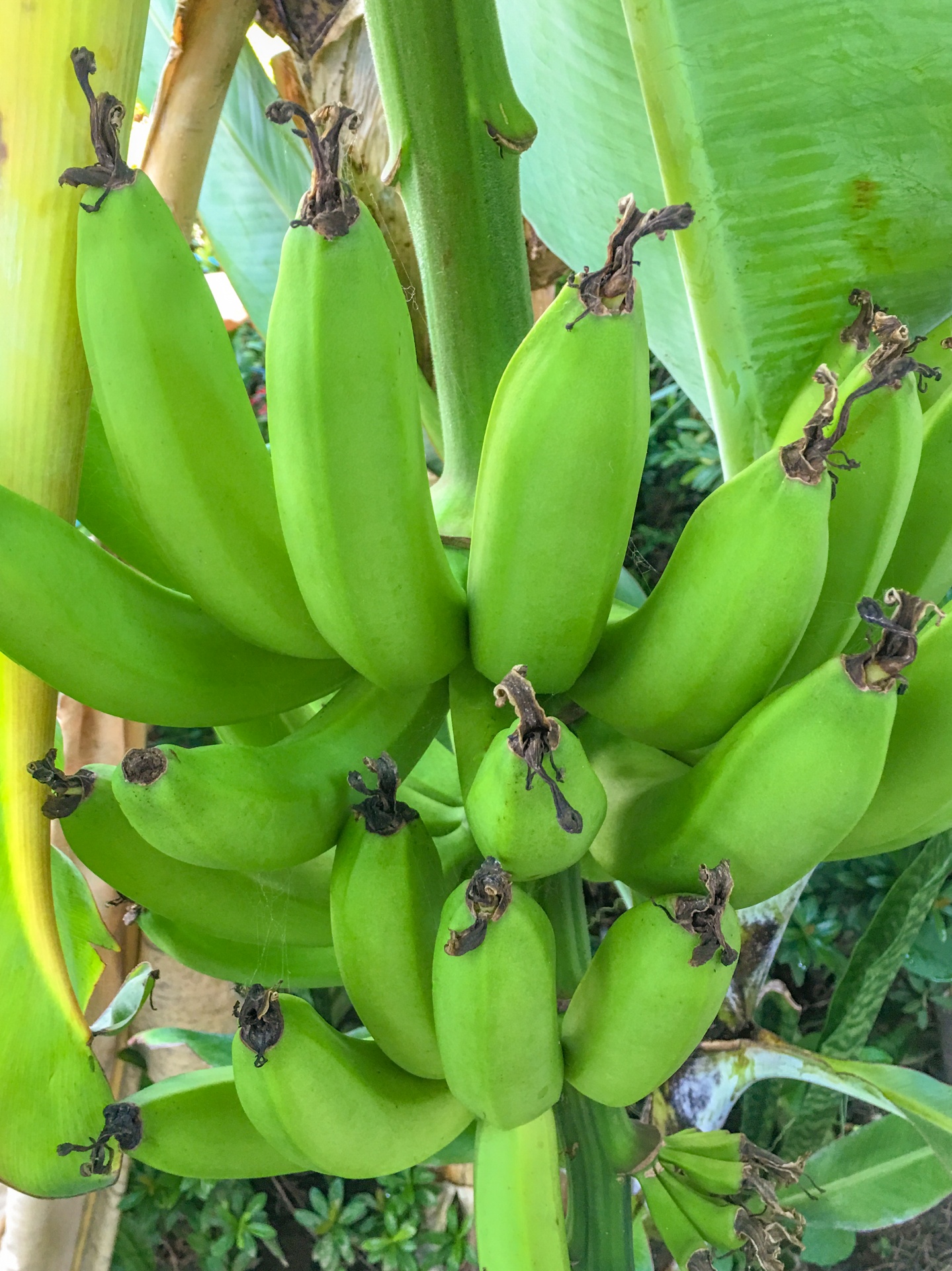 banana bananas bunch free photo