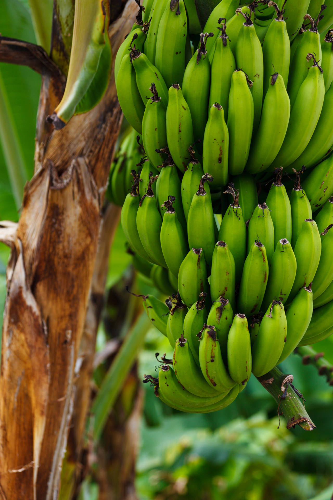 food fruit fresh free photo