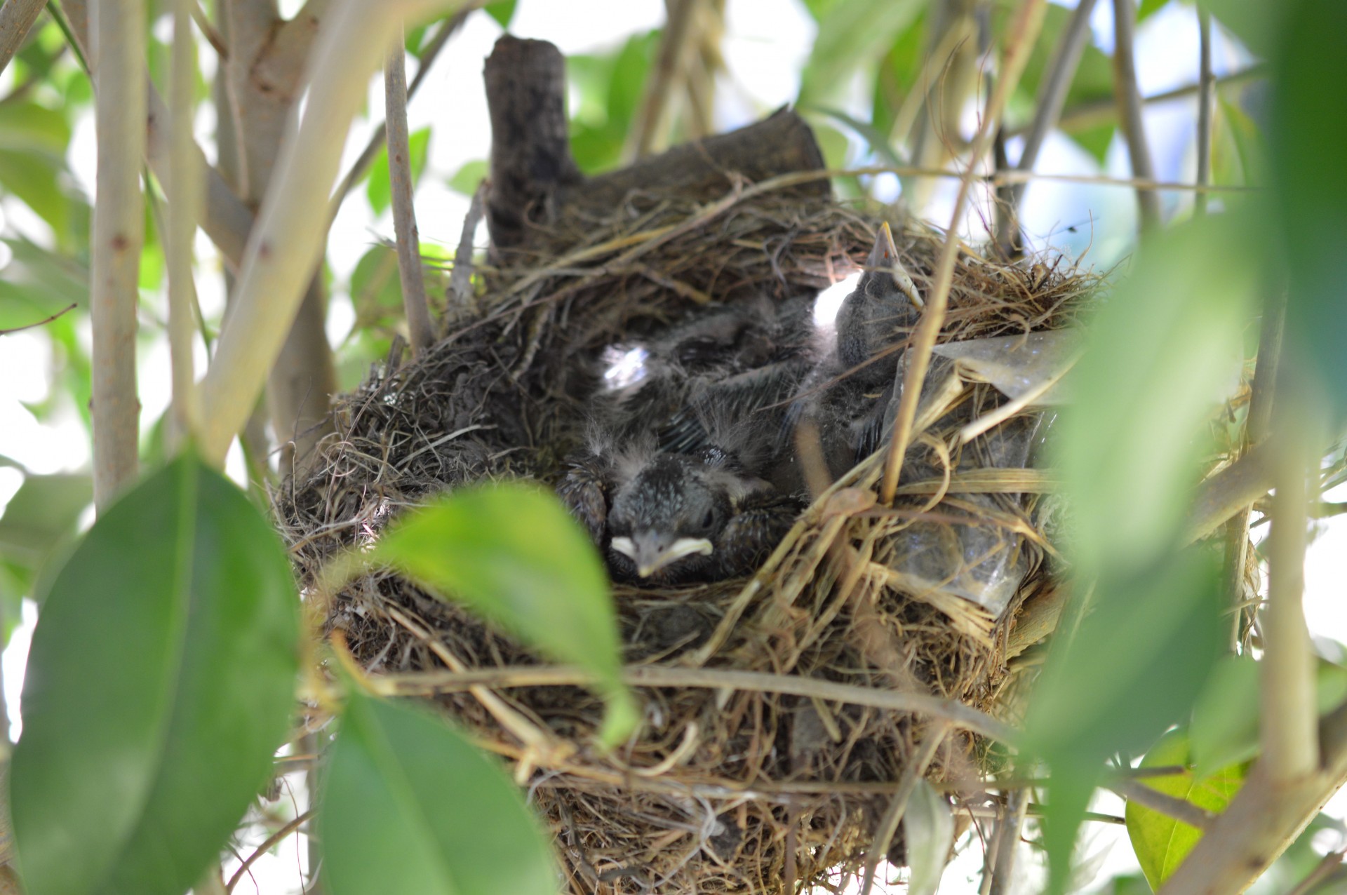 birds nest wildlife free photo