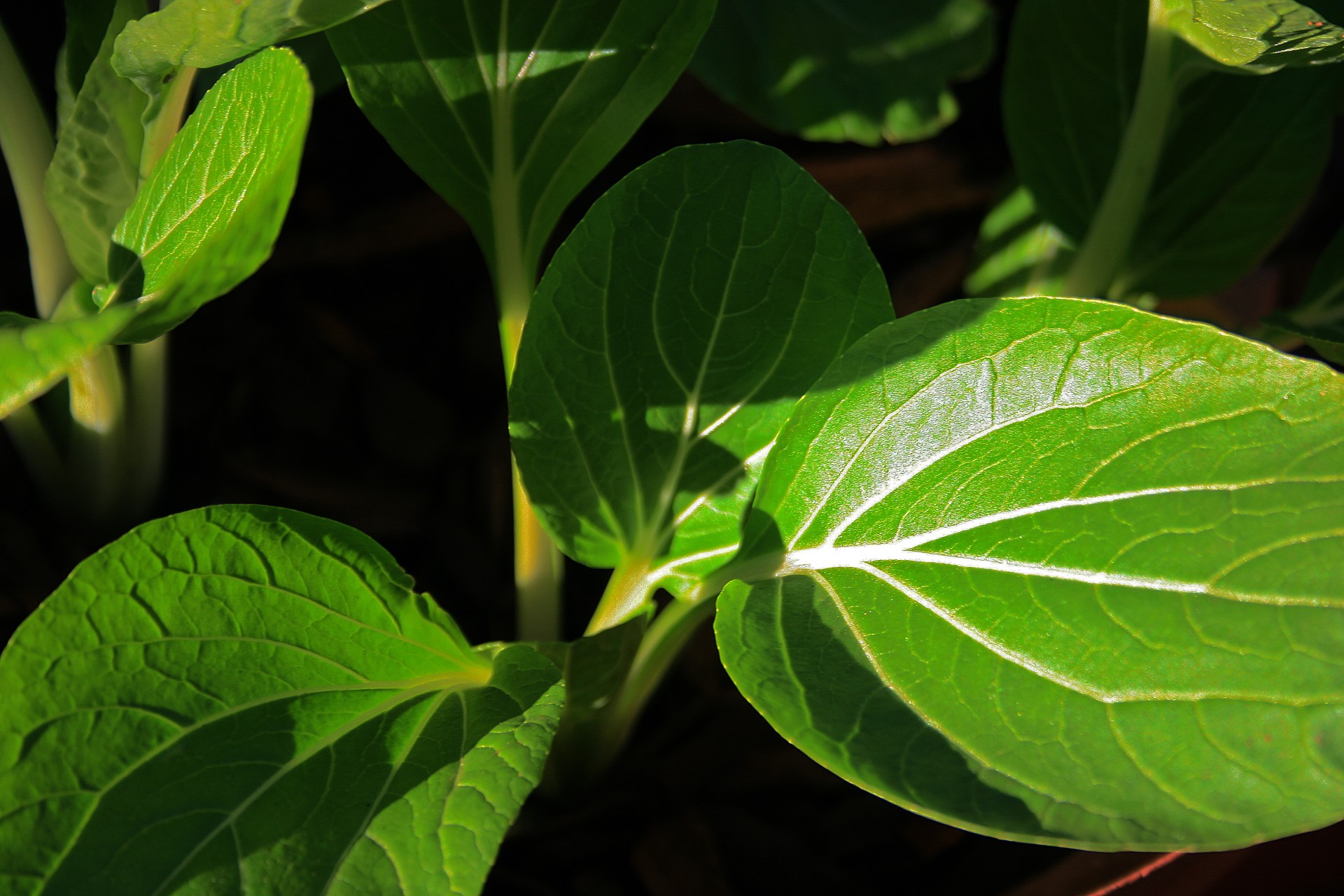 leaves green garden free photo