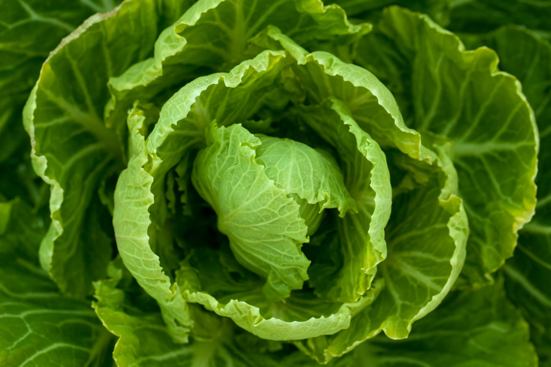 cabbage crop diet free photo