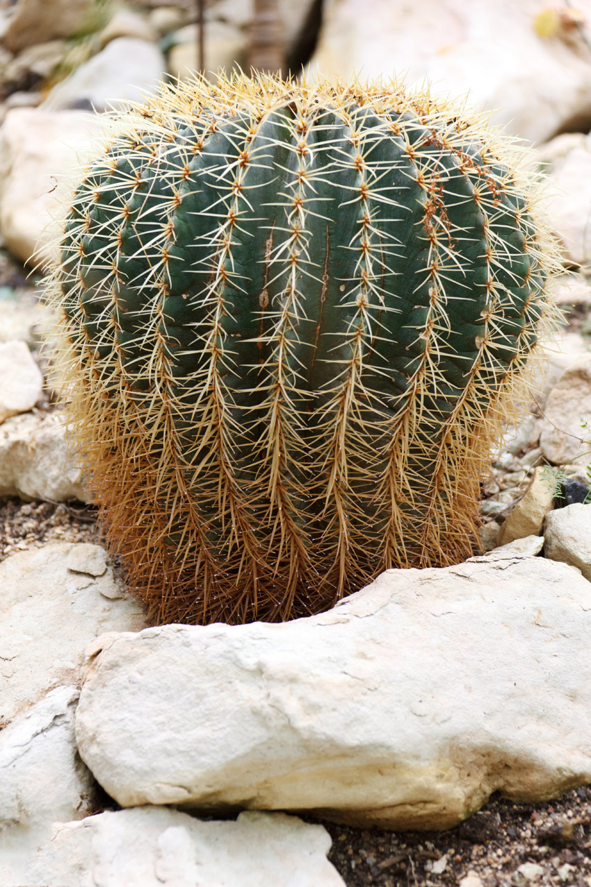 botanical botany cacti free photo