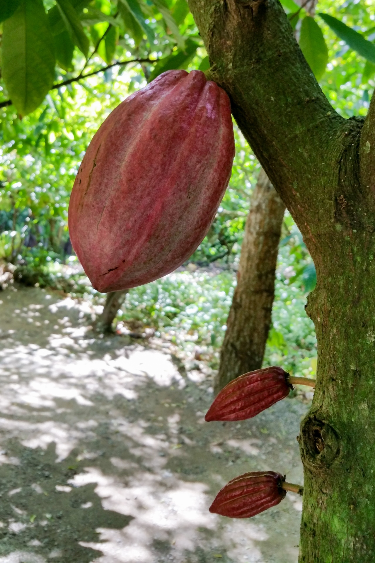 bean cacao chocolate free photo