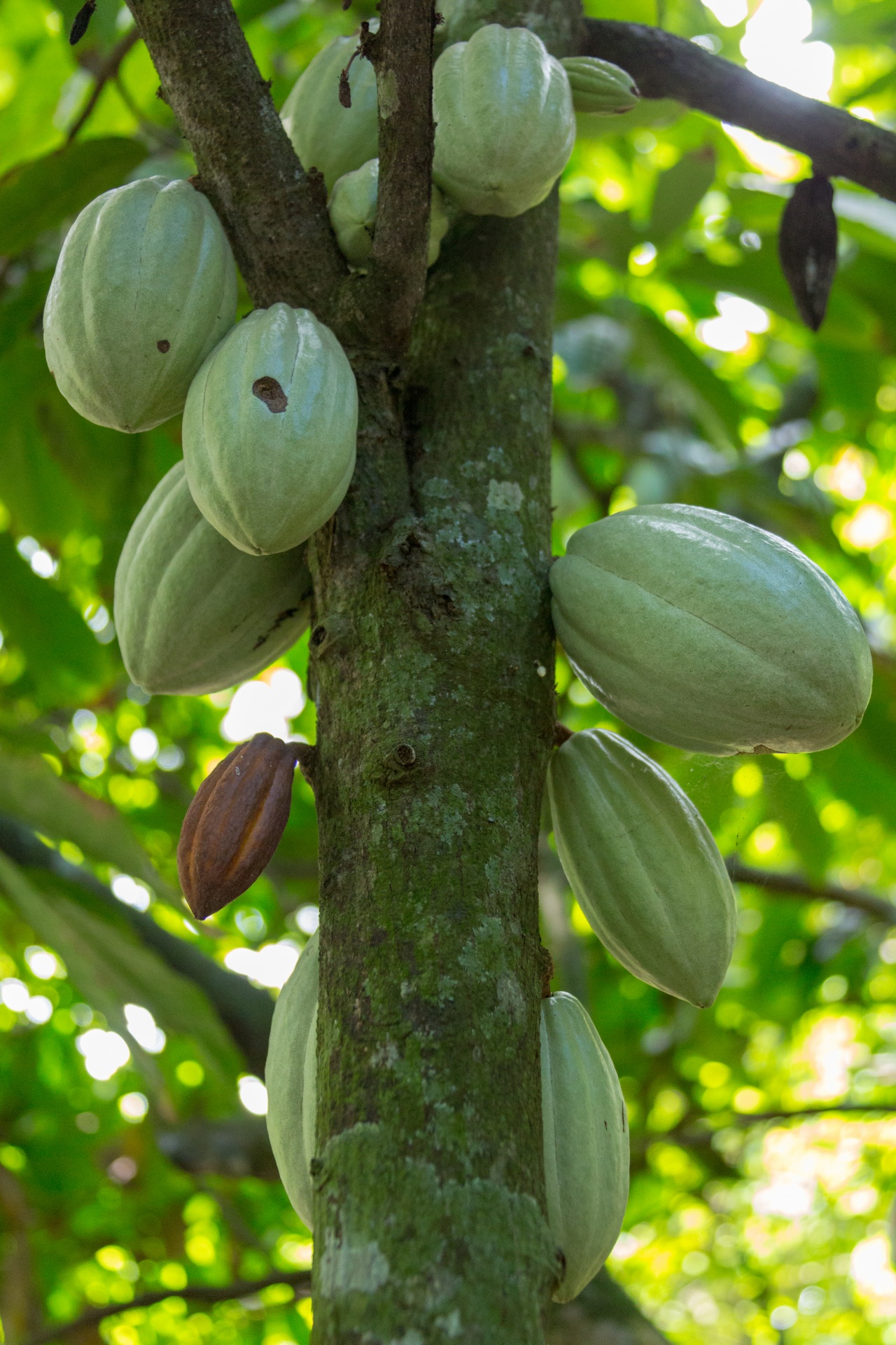 agriculture bean cacao free photo