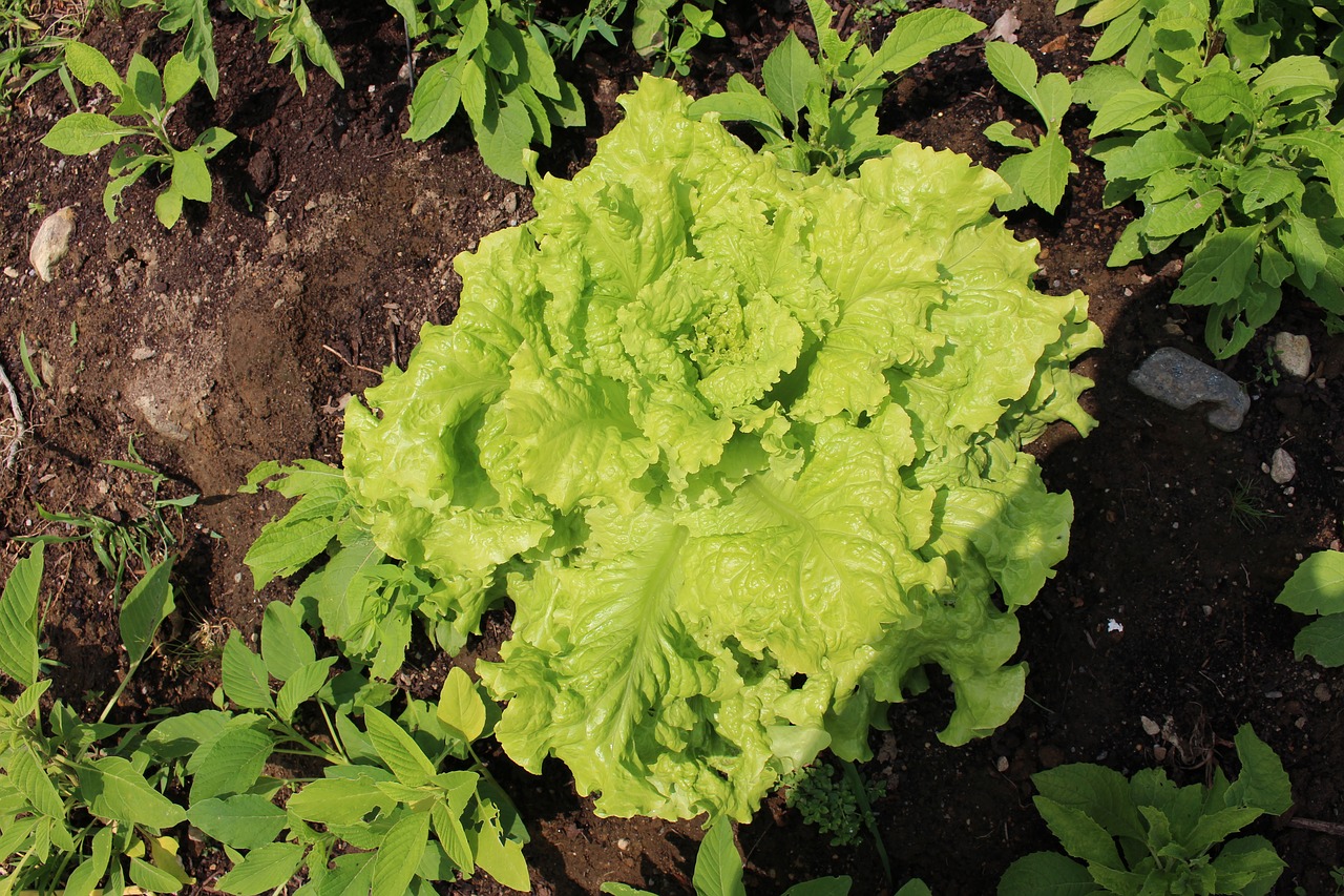 growing lettuce  lettuce  garden free photo