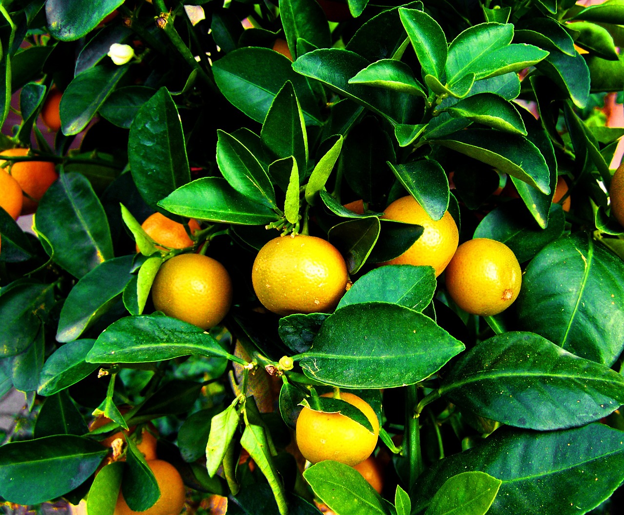 growing mandarine fruit tree orange fruit free photo