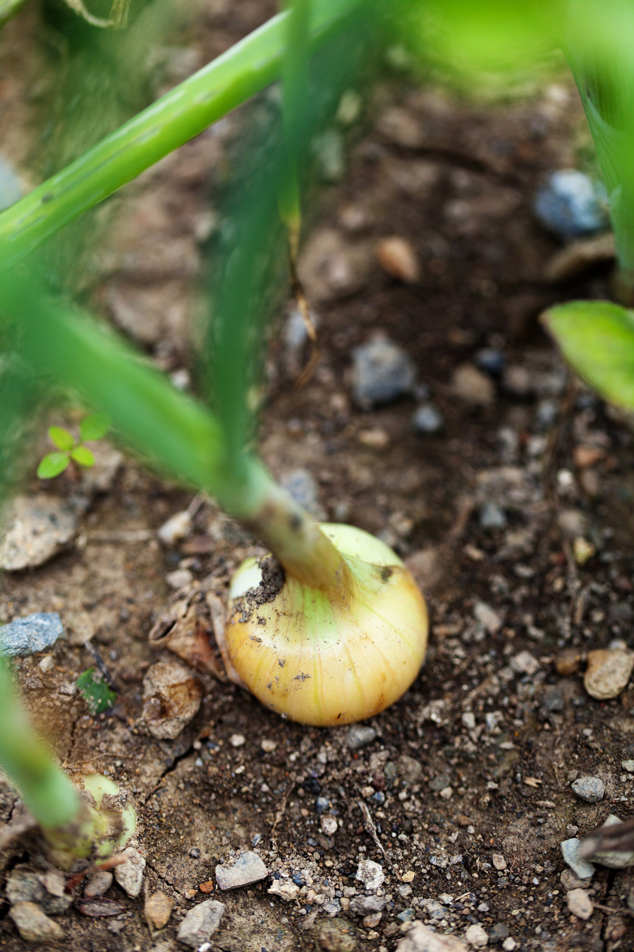 agriculture bulb farm free photo