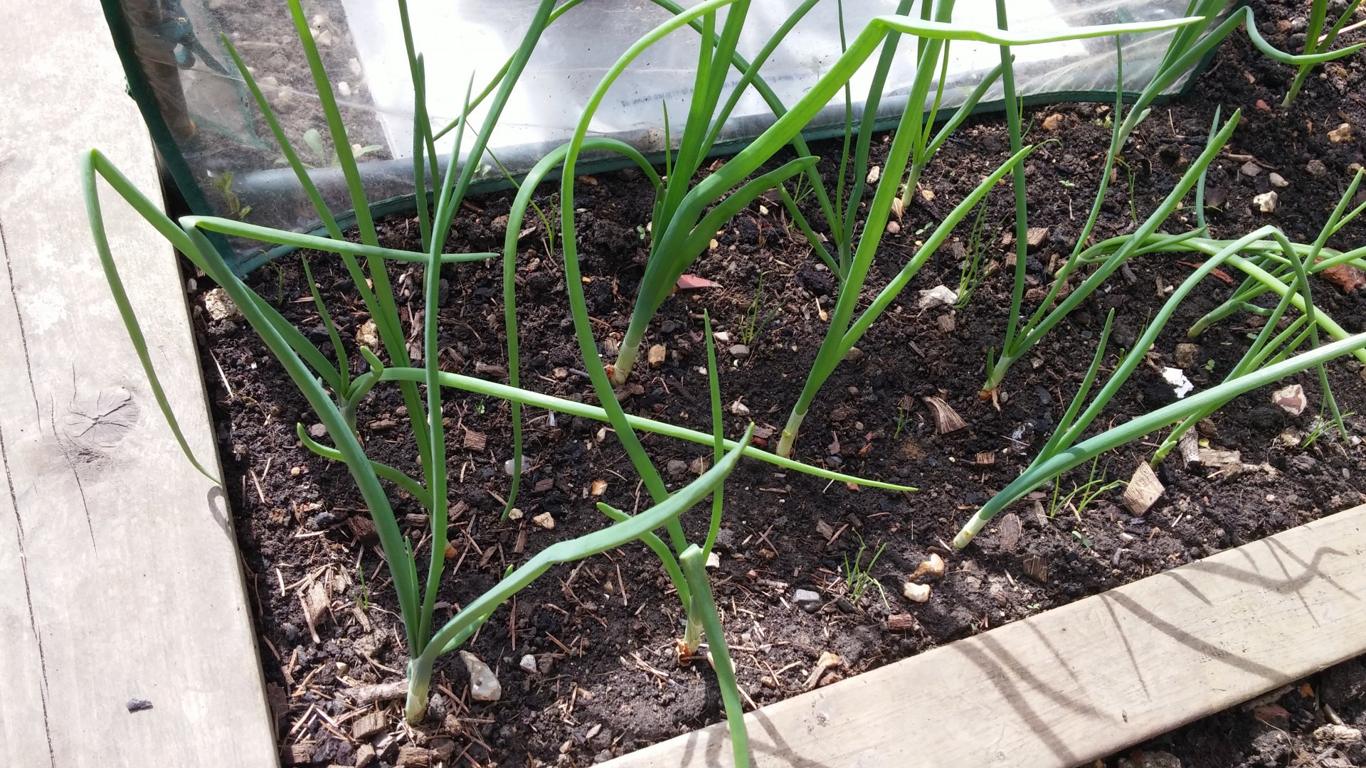 onions growing gardening free photo