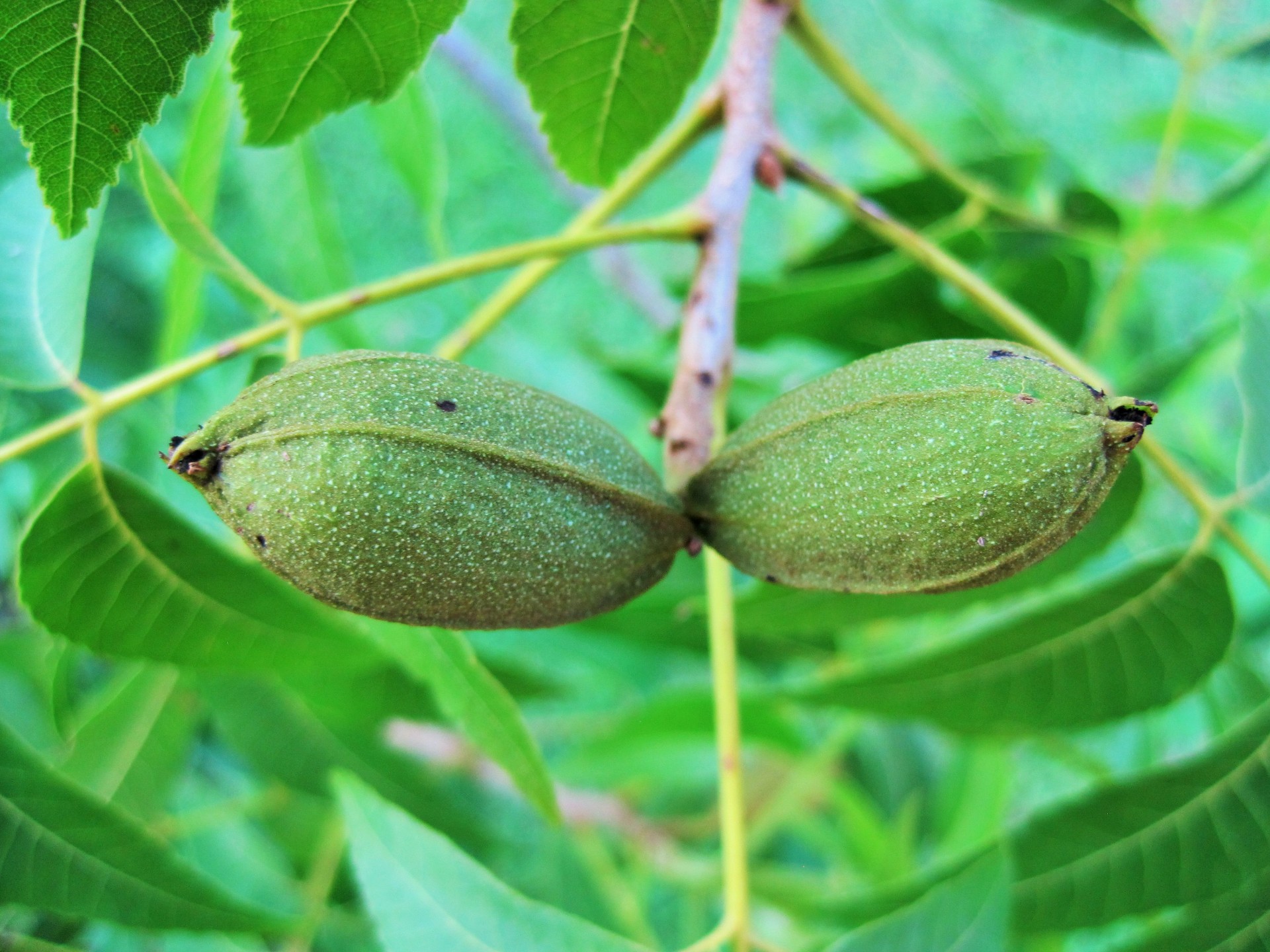tree nut pecan free photo
