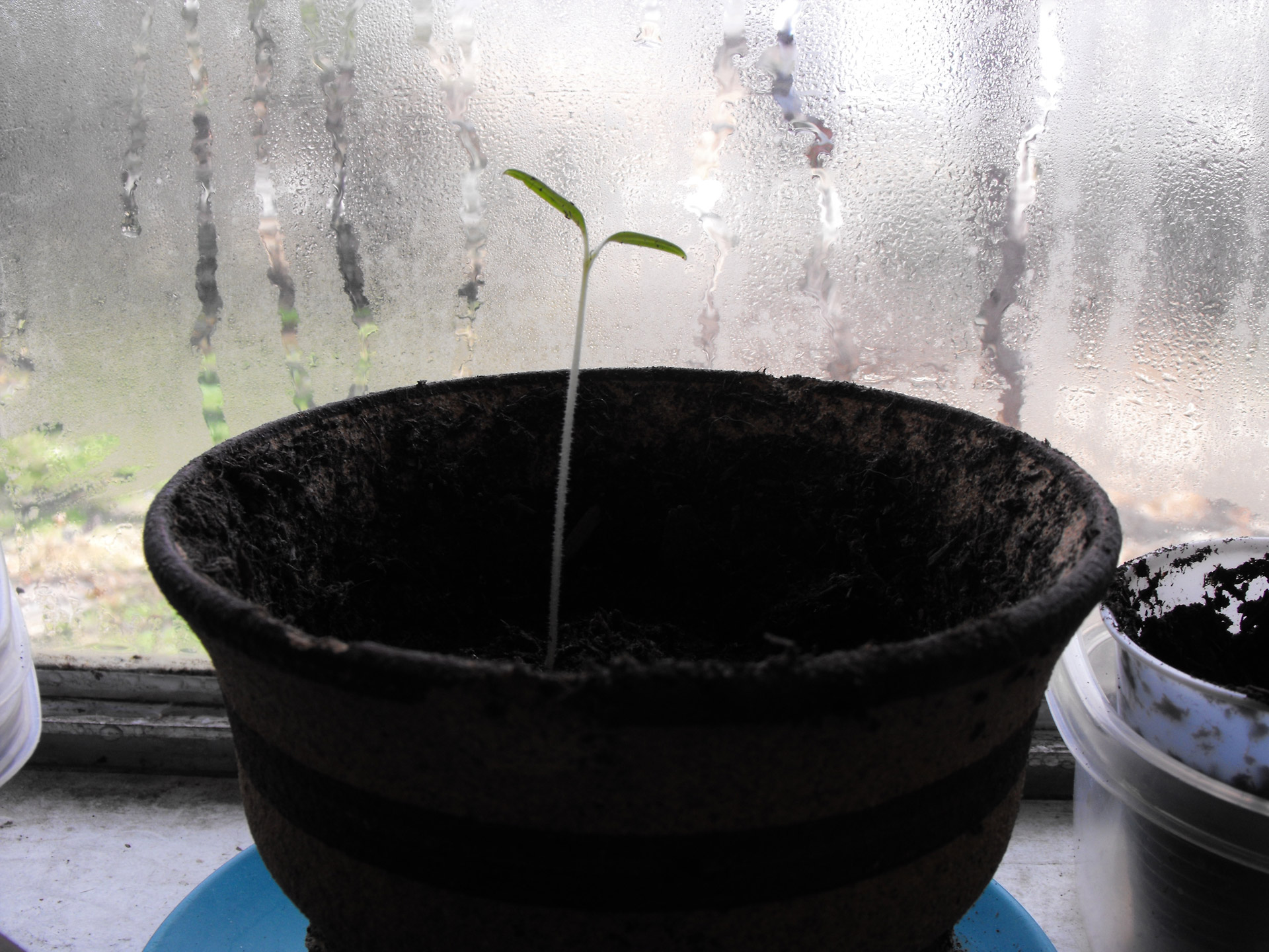 plant pot grow free photo