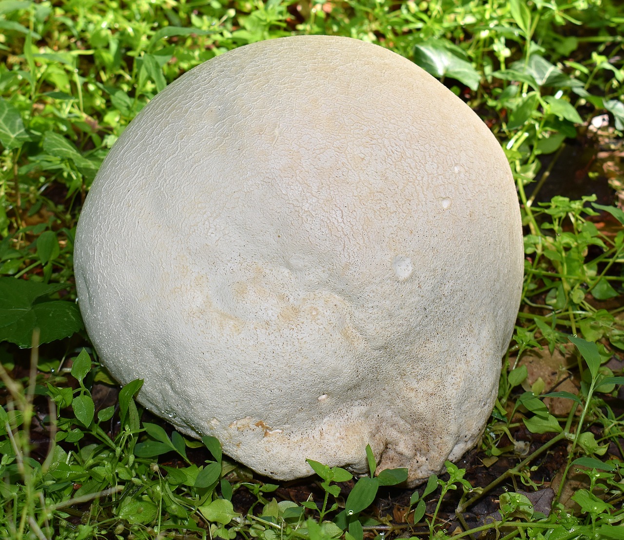 growing puffball volleyball size fungi free photo