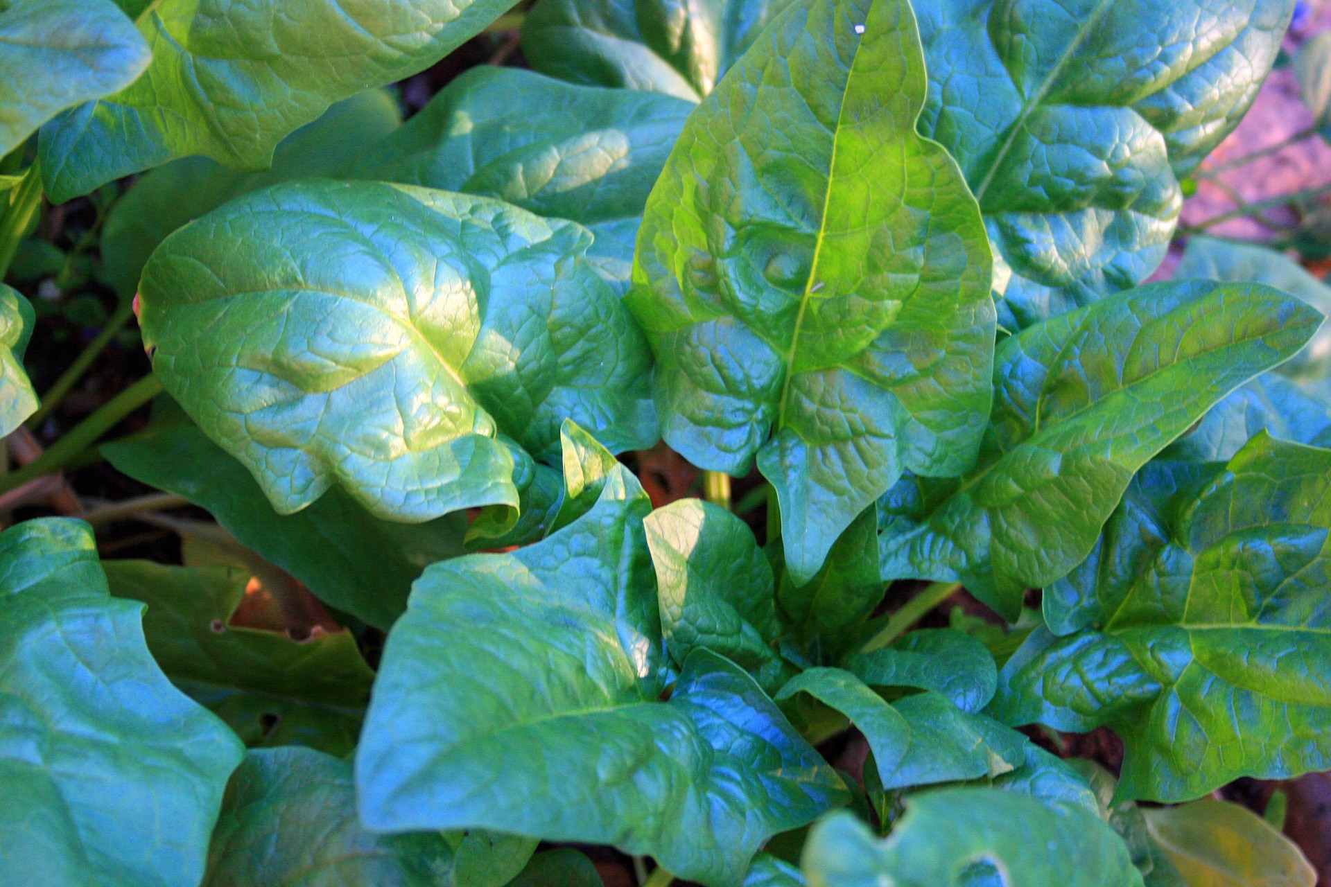 garden vegetable leaves free photo