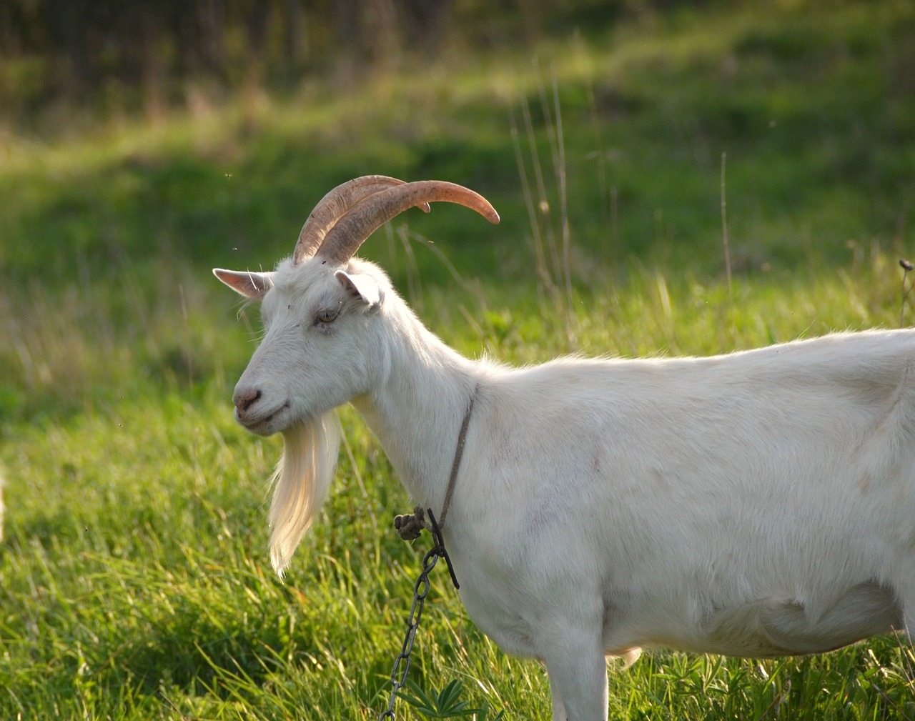 grown up agriculture animal free photo