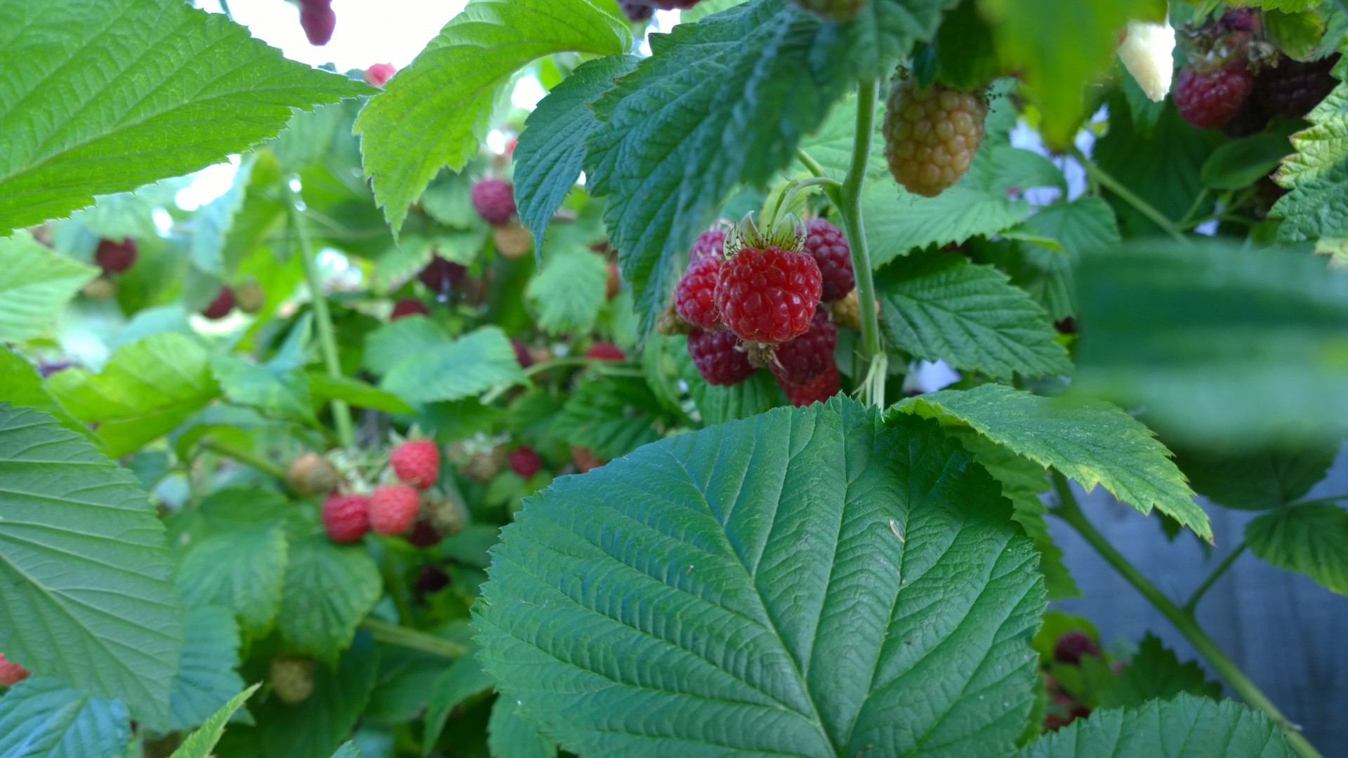grown your own raspberries raspberry free photo