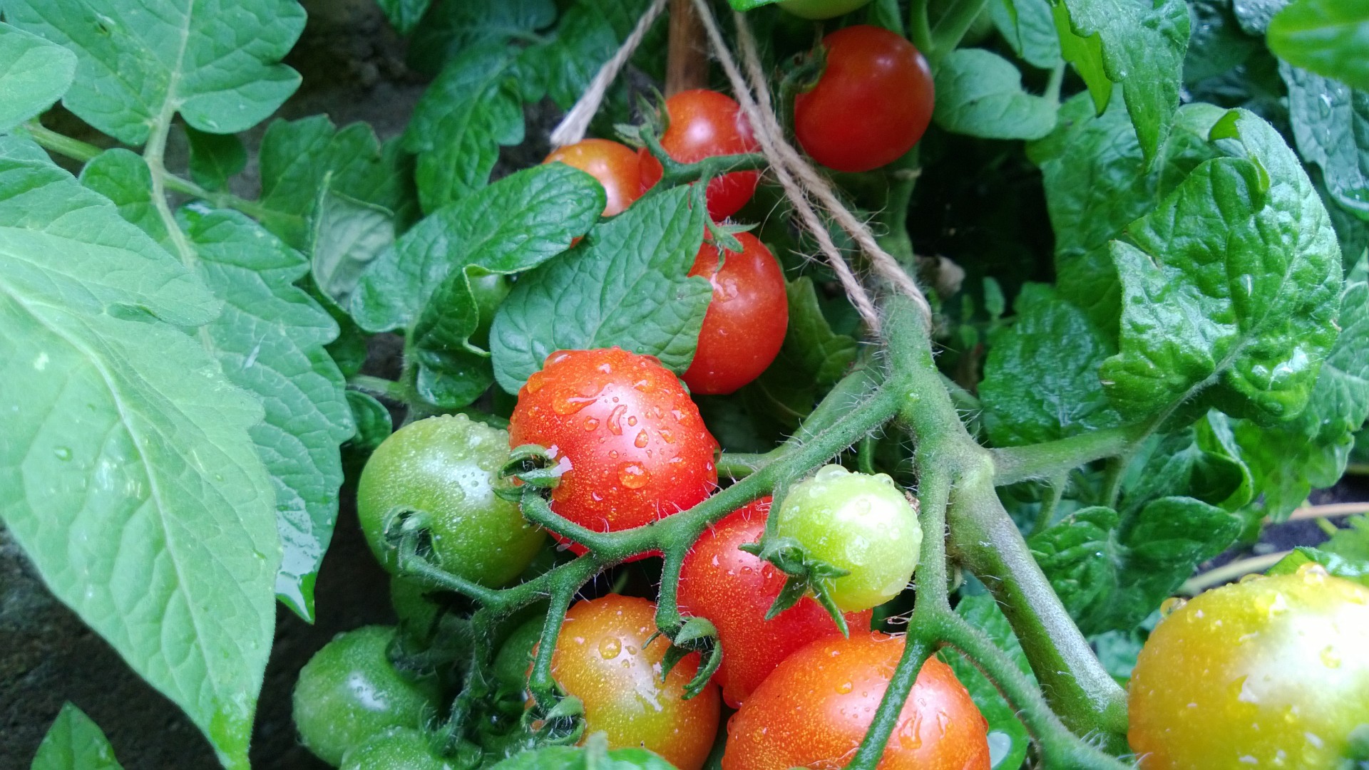 tomato plant home-grown free photo