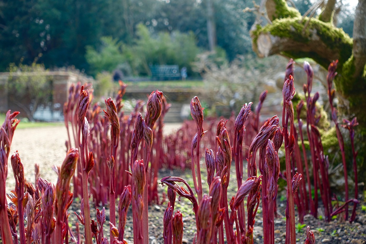 growth red flowers free photo