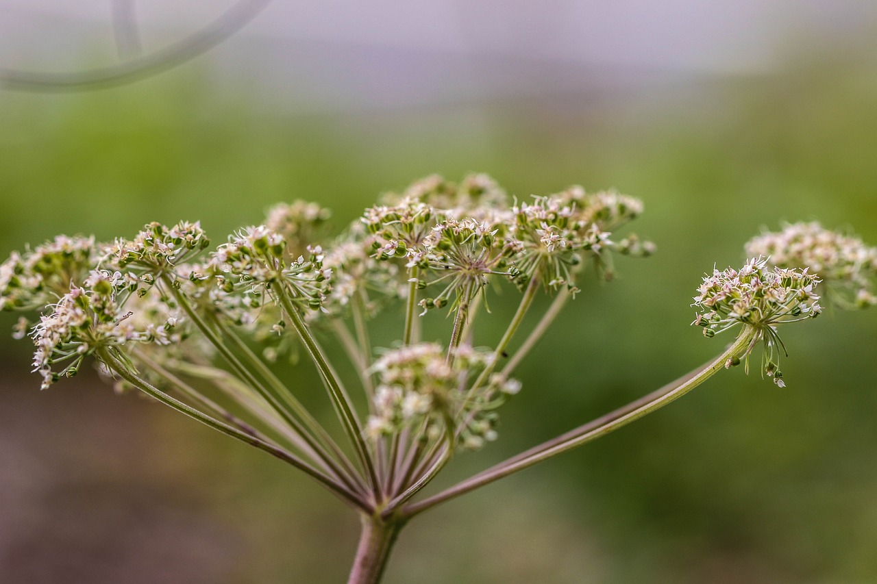 growth plant flower free photo