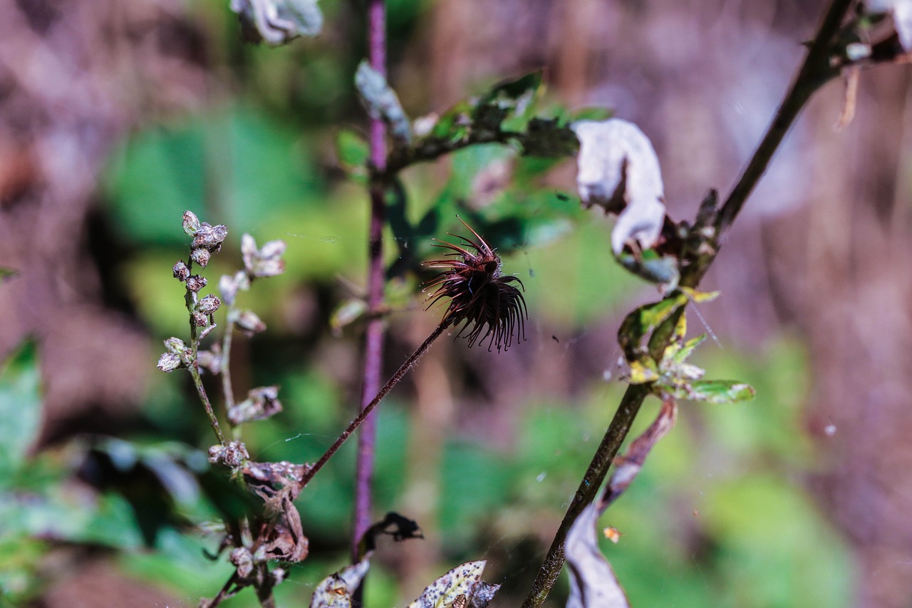 growth wild plant nature free photo