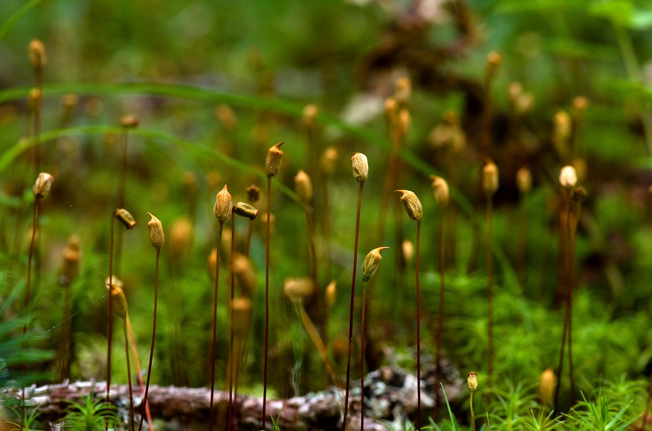 growth moss forest free photo