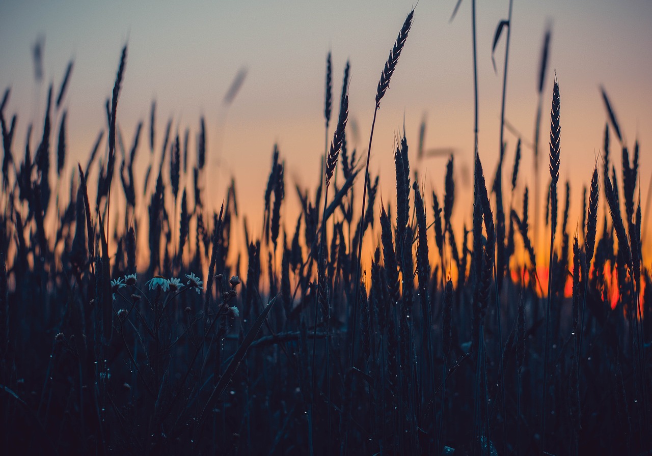 growth cereal outdoors free photo